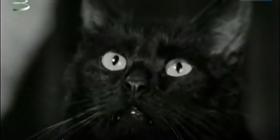 Fekete macska teljes film magyarul